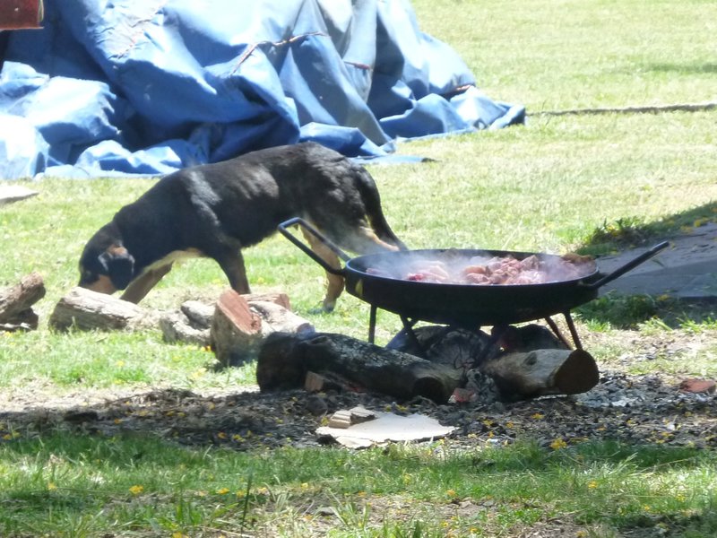 roasting meat and skulking dog