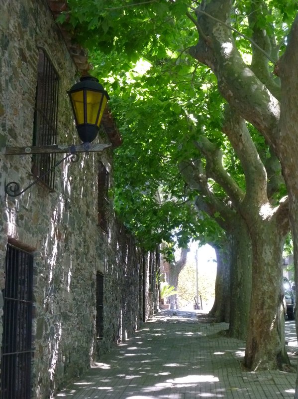  sycamore-shaded streets