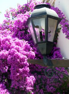 lush bouganvilla and typical street lamp