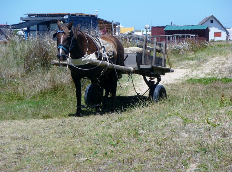 horse-cart taxi