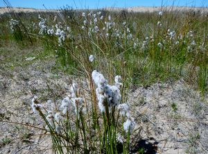 wild cotton-like plants