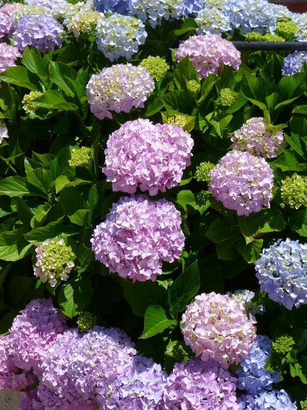 many hydrangea bushes each in all shades of pink and blue on the same bush