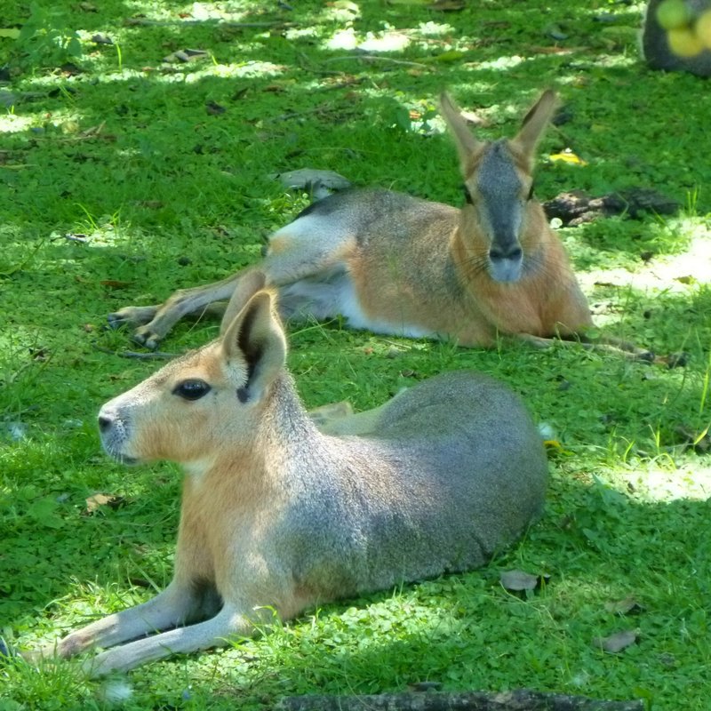 big Patagonian maras wandered freely at the zoo