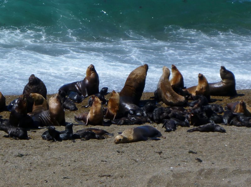 Valdez Peninsula shore lined with southern sea lions