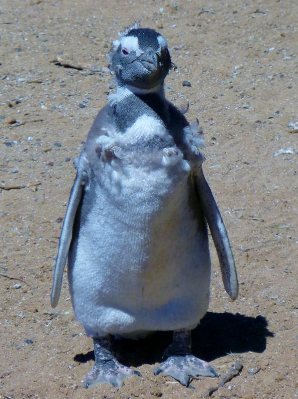molting penguin
