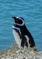  Magellanic penguin