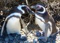 affectionate penguins