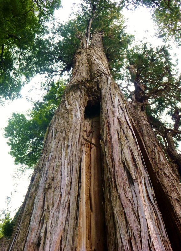 grandfather alerce tree, 2600 years old