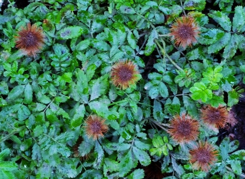  trippy brown flowers