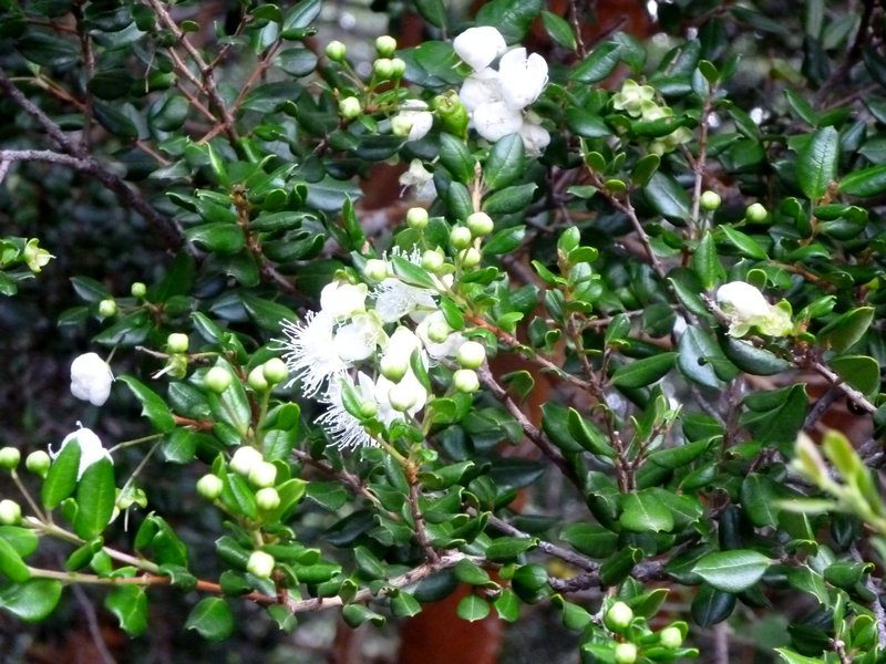 trippy white flowers