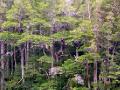 temperate Valdivian rainforest gets 4 meters of rain a year