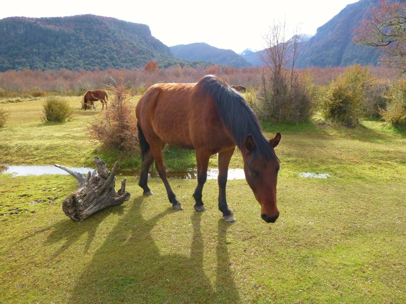 friendly horse in mountain pasture