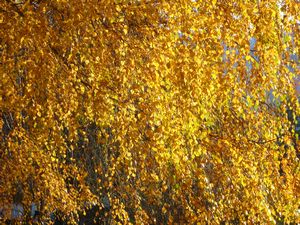 30 autumn poplar gold