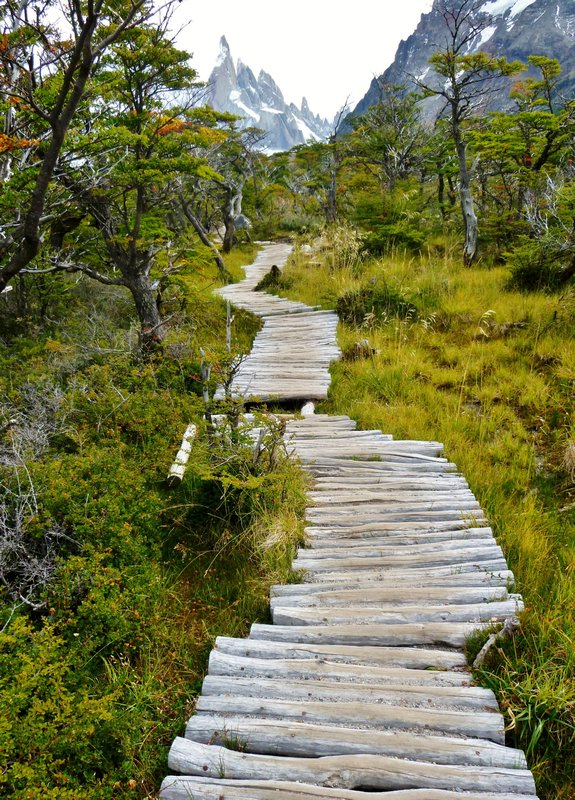 log walkway through a wet meadow with Cerro Torre in the distance