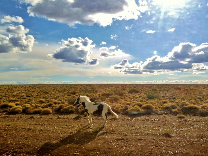 lone horse galloping through the typical Patagonian steppe of Ruta 40