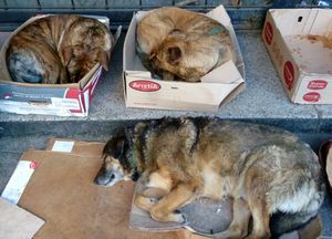 happy market dogs in their own little beds