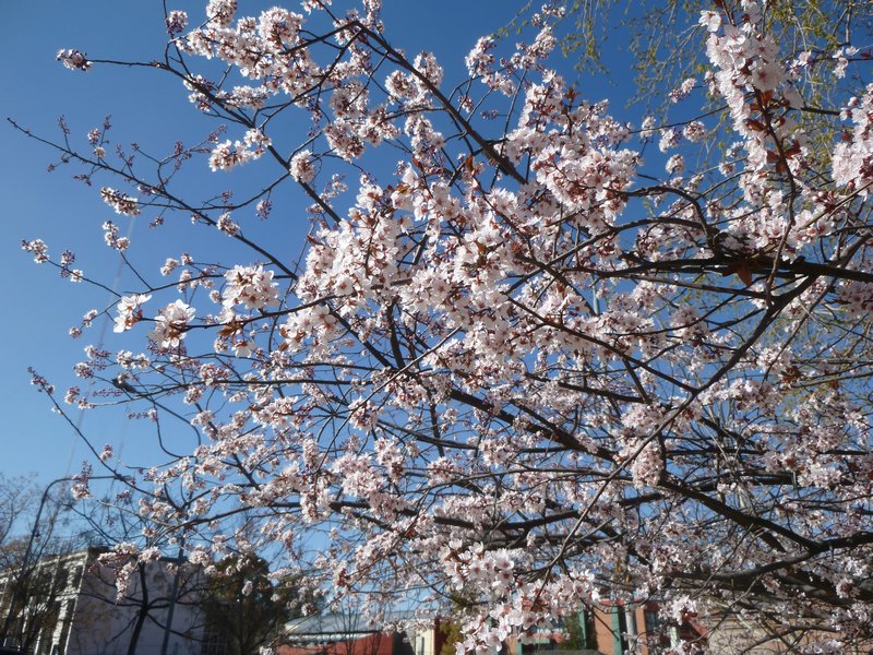 almond trees blooming in winter August