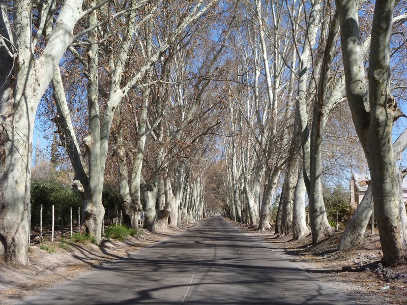 winter-barren sycamores line the country road connecting bodegas