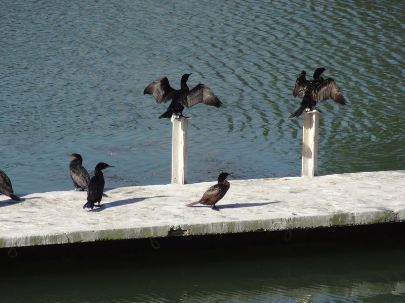cormorants drying off in the breeze