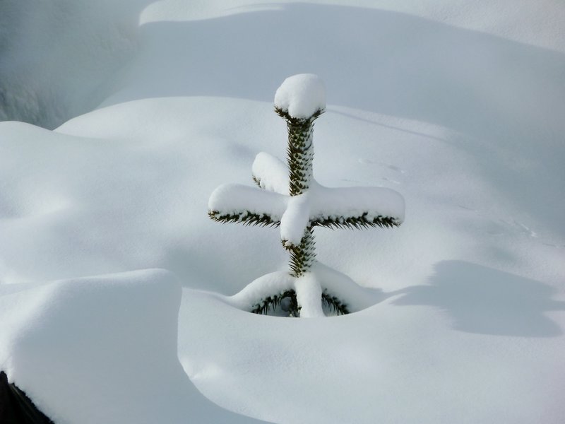 young araucaria buried deeply in fresh snow