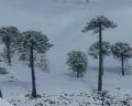 araucaria dusted with snow