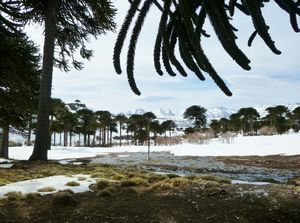  in the araucaria forest