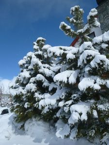 snow ladden introduced pine