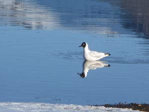 one of several water birds on the acidic lake