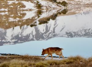 wild, coyote-like pup that often accompanied me on walks