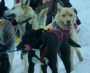 happy sled dogs 