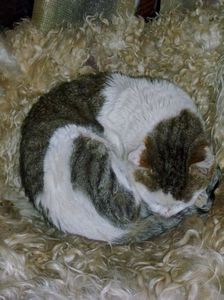 refugio cat on his sheep-skin blanket