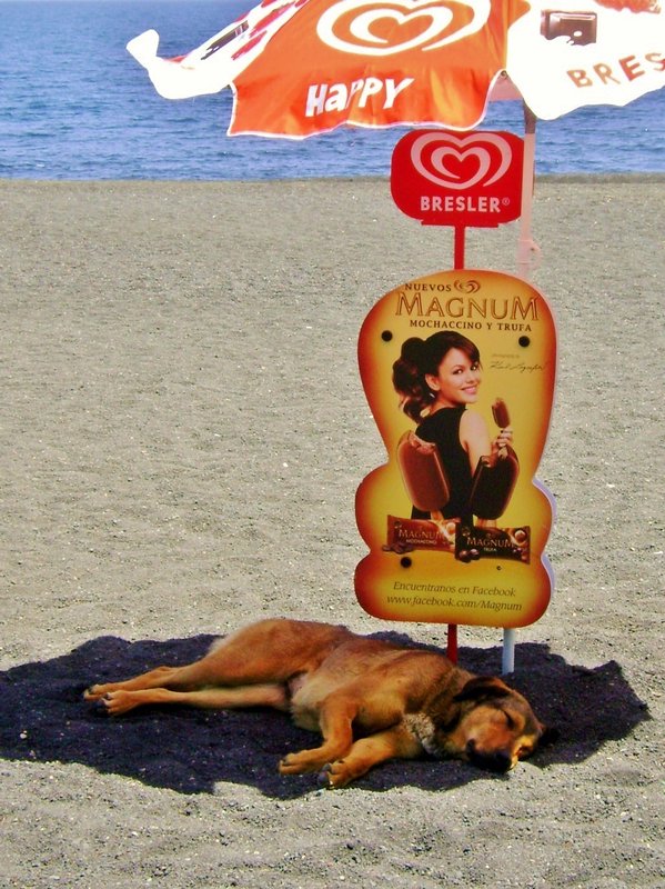  beach dog