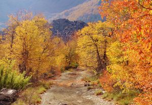 autumn trail