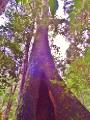 La Tata, giant coique tree