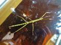 giant stick insect 8" long