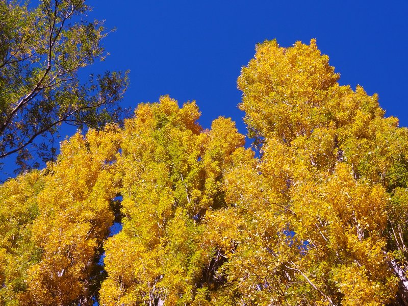 bright poplars and southern beech flaming gold in early autumn