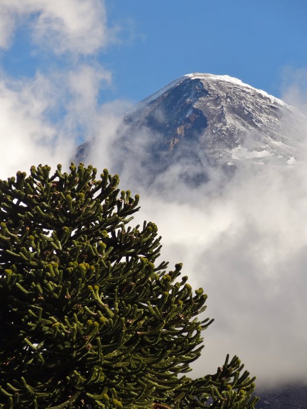 Parque Lanin araucaria tree and volcano in the spine of the Andes