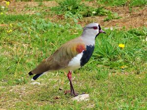 southern lapwing, pretty but loud and aggressive