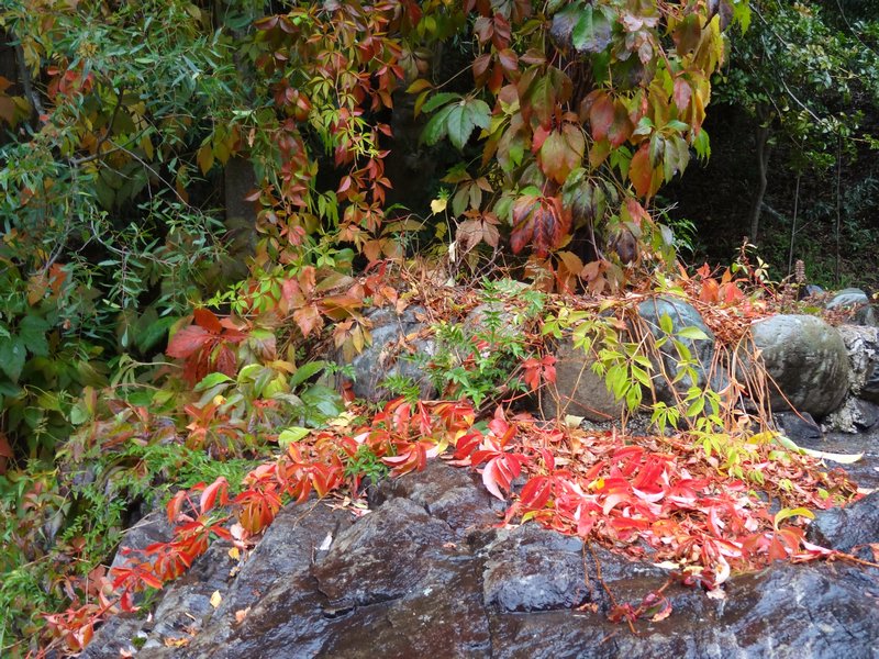 fall colors out at the hot springs