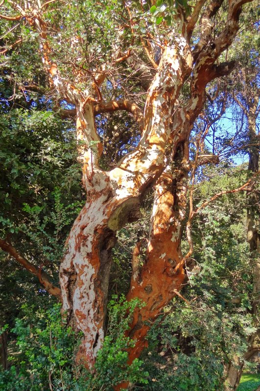 the last arrayan tree I'd see
