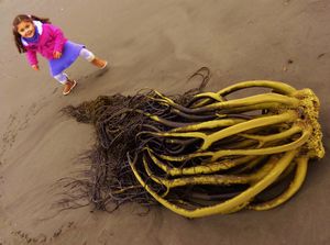 on the Pacific coast--Coni and the giant seaweed