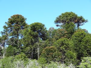 primieval araucaria trees