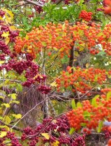 autumn berries of all colors