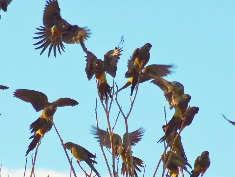 tricahue Andean parrots who flew in huge, noisy flocks at sunset