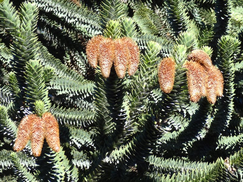 male araucaria with phallic-shaped pods
