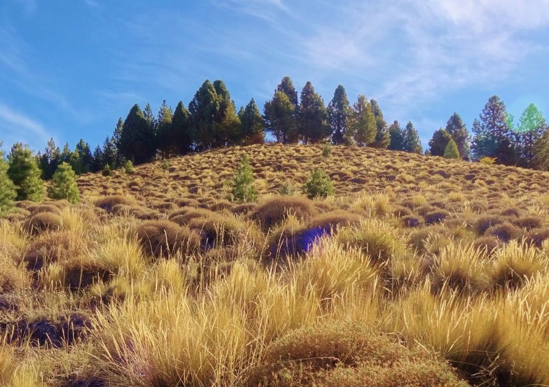 Junin's hills bereft of native araucarias