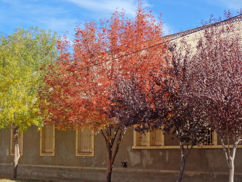  fall on the town streets--yellow, red, violet