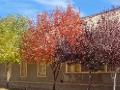  fall on the town streets--yellow, red, violet