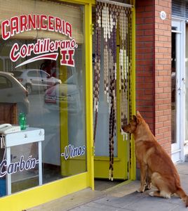 hopeful pup outside a butcher shop
