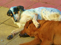 best friends--lots of street dogs